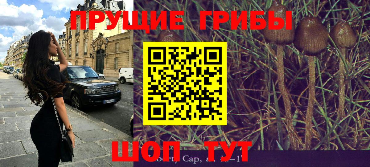 Псилоцибиновые грибы Psilocybe Ейск